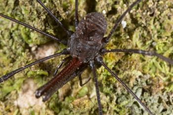 Media type: image; Invertebrate Zoology 132617